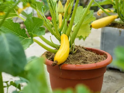 Une courgette jaune, encore petite, pousse fièrement dans sa courgette en pot. Les feuilles vertes luxuriantes entourent ce légume prometteur.