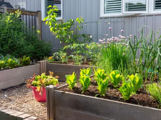 Un potager en carrés avec laitues, ciboulette en fleur, ail et autres herbes. Idéal pour savoir que planter à côté des oignons.