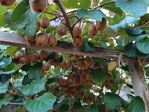 Des kiwis mûrs pendent en grappes sous une pergola en bois. La distance entre kiwi mâle et femelle est difficile à déterminer, mais la nature est généreuse.