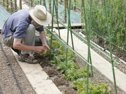 Un jardinier en chapeau de paille plante des graines de haricot à rames, soutenues par une structure verte.