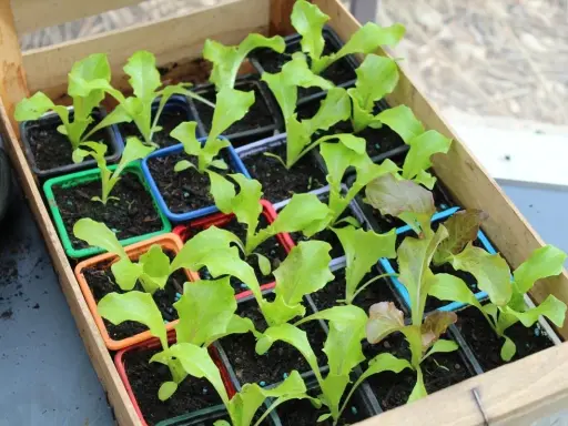 Jeunes plants de laitue dans des godets colorés, prêts à être repiqués. Le terreau pour semis est bien visible, promettant une belle croissance.
