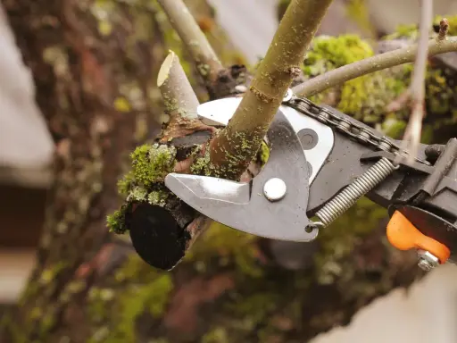Sécateur en action pour la taille d'un arbre fruitier. La branche coupée est visible, recouverte de mousse.