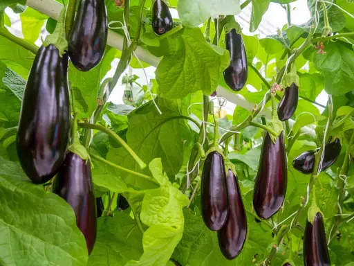 Aubergines sombres et brillantes pendent sur leurs tiges vertes. La distance de plantation permet à chaque fruit de mûrir pleinement.