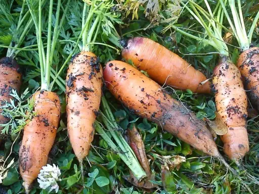 Carottes fraîchement récoltées, encore terreuses, prêtes à être replantées. Le moment idéal pour savoir quand semer les carottes est arrivé.