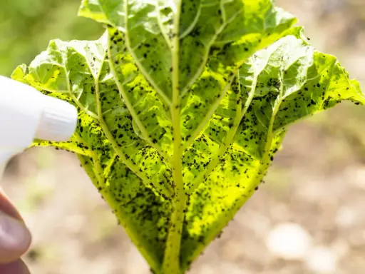 Pulvérisation de savon noir sur une feuille de rhubarbe infestée de pucerons noirs.