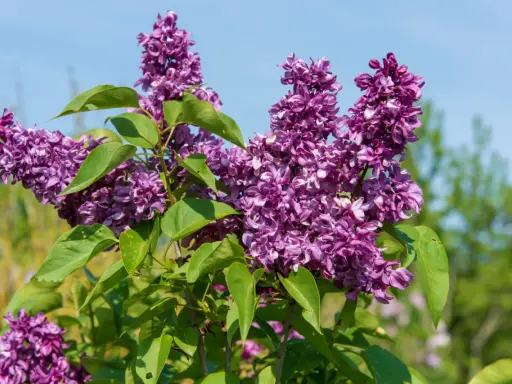 Grappes de lilas violettes épanouies sous un ciel bleu. Le printemps est idéal pour savoir quand planter un lilas.