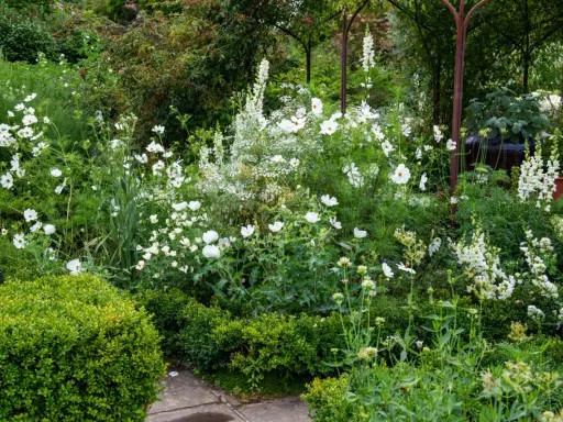 Un jardin luxuriant avec une profusion de **plantes à fleurs blanches**, des cosmos délicats et des digitales élancées, créant un paysage onirique.