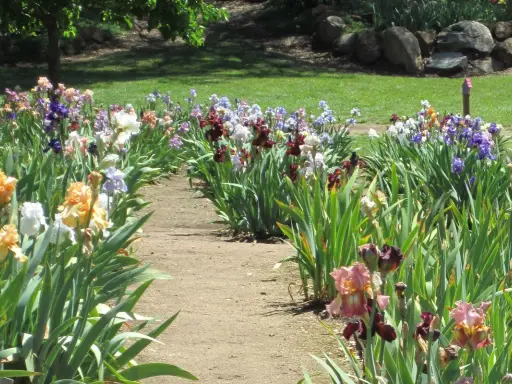 Un chemin serpente à travers un jardin d'iris multicolores. Quand planter les iris ? Idéalement en fin d'été pour une floraison printanière.