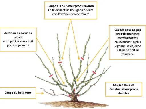 Guide pour savoir quand tailler les rosiers : aérer le cœur, couper le bois mort, éviter les branches qui se touchent, et choisir les bons bourgeons.
