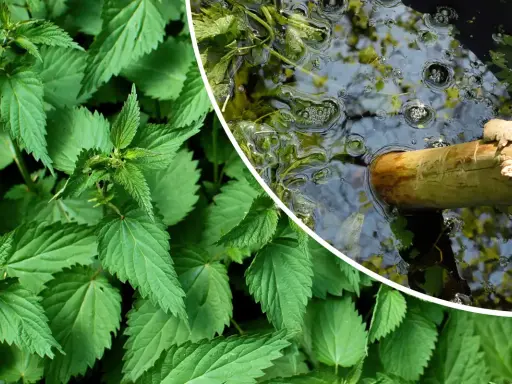 Orties vertes luxuriantes à gauche, et à droite, un bâton en bois flotte dans un liquide trouble, signe que le purin d'ortie dangereux est en préparation.