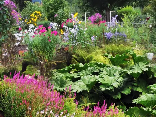 Un jardin luxuriant avec des fleurs à planter en ce moment : asters roses, digitales pourpres, fougères et grandes feuilles vertes.