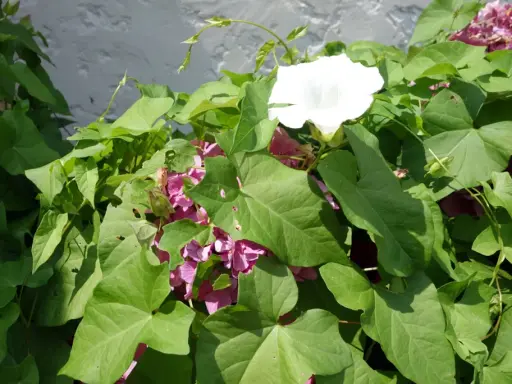 Liseron blanc et rose envahissant. Comment se débarrasser du liseron ? Il faut agir vite avant qu'il ne prenne toute la place.