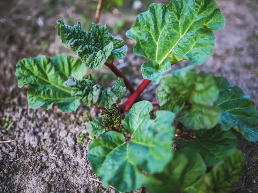 Jeune plant de rhubarbe aux feuilles vertes et nervurées, tiges rouges. Un purin de rhubarbe prêt à être utilisé pour le jardin.