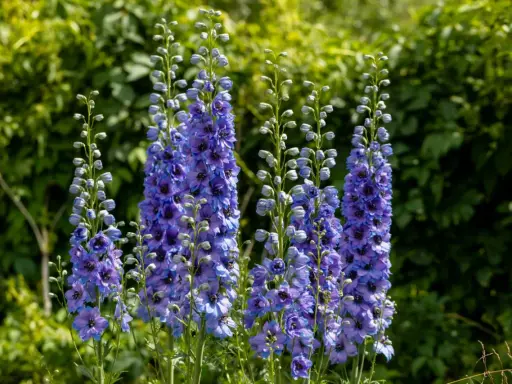 Plusieurs hampes de fleurs bleues et violettes, des pieds d'alouette, se dressent fièrement sur fond de verdure luxuriante.