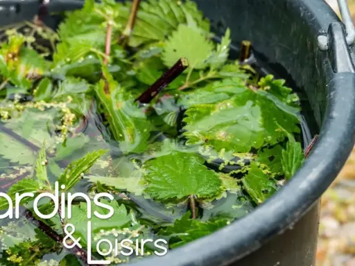 Un seau rempli d'eau et d'orties pour préparer un purin de fougère, un engrais naturel pour le jardin.