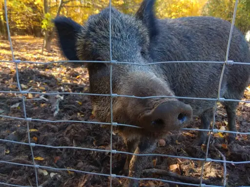 Un sanglier curieux regarde à travers une clôture électrique, son groin près des fils. L'automne colore la forêt derrière lui.