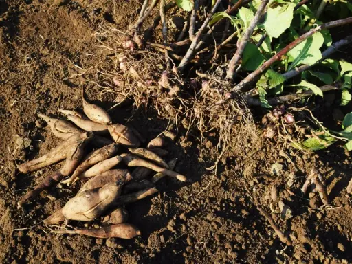 Racines de poire de terre fraîchement récoltées, encore couvertes de terre, avec des tiges vertes et des feuilles.