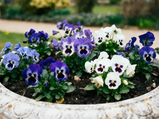 Un pot de pensées aux couleurs vives, bleues, violettes et blanches, semble refléter combien de pensées dans une jardinière peuvent égayer un jardin.
