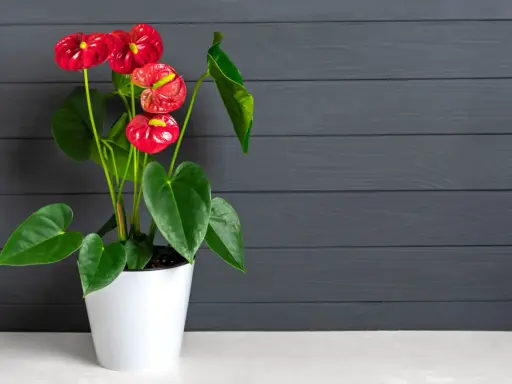 Un magnifique arum rouge égaie la maison, ses fleurs éclatantes contrastant avec le fond sombre en bois.
