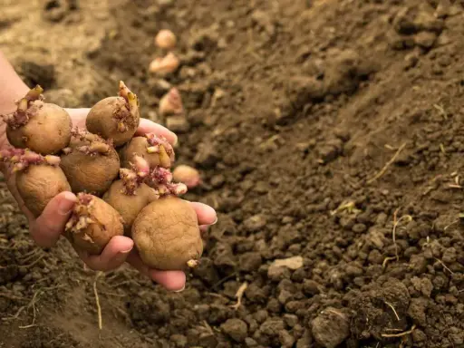 Main d'une personne tenant des pommes de terre germées, prêtes à être plantées. La question est : a quelle profondeur planter les pommes de terre pour une bonne récolte.
