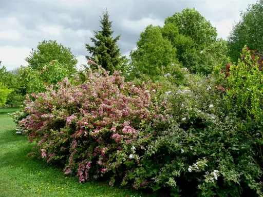 Un jardin luxuriant avec un arbuste rose et blanc, idéal pour savoir avec quoi associer oranger du mexique. Des arbres verts et un ciel nuageux complètent le paysage.