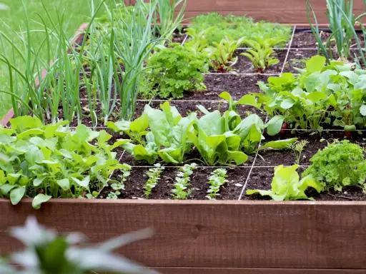 Un carré potager bien organisé, idéal pour fabriquer son propre potager. On y voit des oignons, des épinards, des radis et du persil.