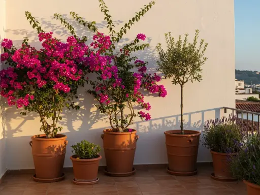 Magnifique idee jardiniere terrasse : bougainvilliers roses éclatants, olivier élégant et lavande parfumée dans des pots en terre cuite.