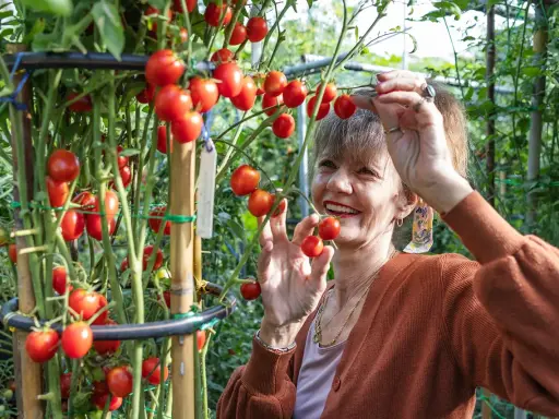 Une femme souriante cueille des tomates cerises sur un plant bien garni.