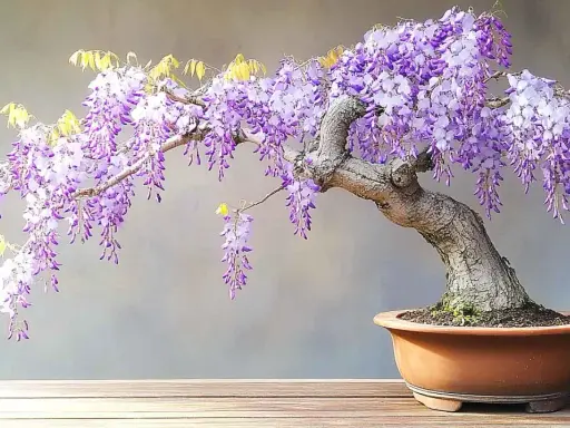 Glycine en pot aux grappes de fleurs violettes tombantes, sur un fond gris.