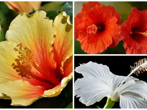 Trois hibiscus aux couleurs vives : jaune orangé, rouge et blanc. Idéal pour savoir quand tailler hibiscus.