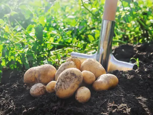Un tas de pommes de terre fraîchement récoltées sur un sol sombre, avec une pelle à proximité. Un schéma de plantation de pommes de terre en cours.