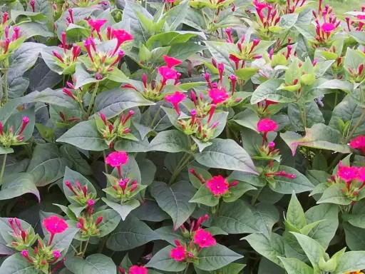 Plante vivace aux fleurs roses éclatantes, elle fleurit de mai à octobre, offrant un spectacle coloré.