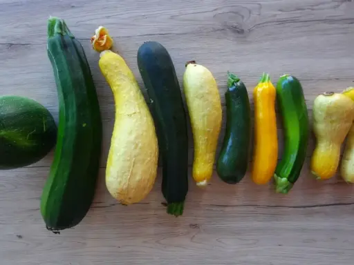 Belle association de courgettes de différentes formes et couleurs, une récolte variée de ce légume du potager.