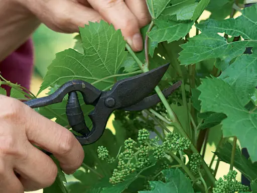 Main d'un jardinier utilisant des sécateurs pour tailler une jeune vigne de raisin de table, retirant des pousses superflues pour favoriser la croissance des futurs fruits.