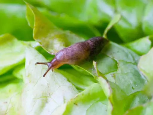 Un limace sur une feuille de salade verte. Une image qui rappelle l'importance d'un **anti limace naturel** pour protéger vos cultures.
