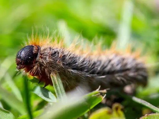 Chenille poilue sur l'herbe. Apprenez comment tuer les chenilles processionnaires pour protéger vos arbres.