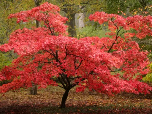 Un magnifique érable du Japon aux feuilles rouge vif, baignant dans la lumière automnale.