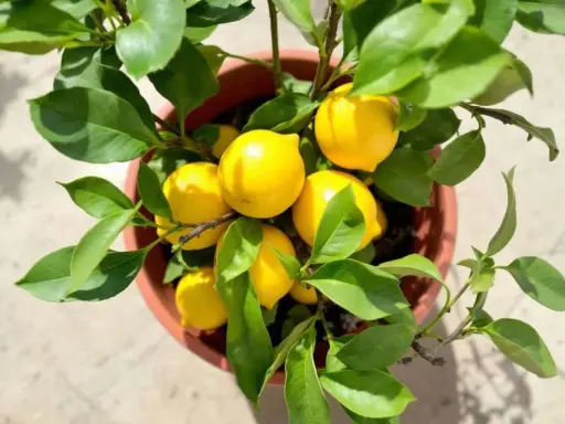 Un citronnier en pot, prêt à tailler, porte plusieurs citrons jaunes mûrs et des feuilles vertes luxuriantes.
