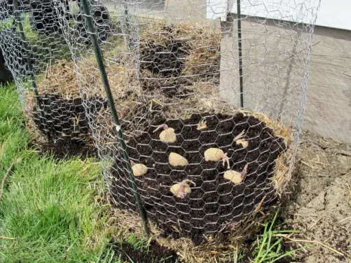Une tour à pomme de terre en construction, avec des tubercules plantés dans la terre et entourés de paille, protégée par un grillage.