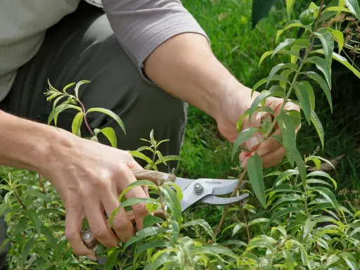 Mains coupant des tiges de verveine citronnelle avec des sécateurs pour une taille d'entretien.
