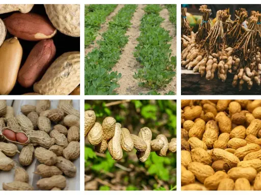Des champs de cacahuètes, des arachides en gousses et décortiquées. Voici où pousse les cacahuètes, de la terre à l'assiette.