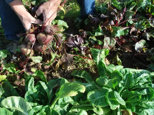 Des mains récoltent des betteraves rouges dans un potager. Le moment idéal pour savoir quand semer les betteraves rouges est maintenant, avant que le sol ne gèle.