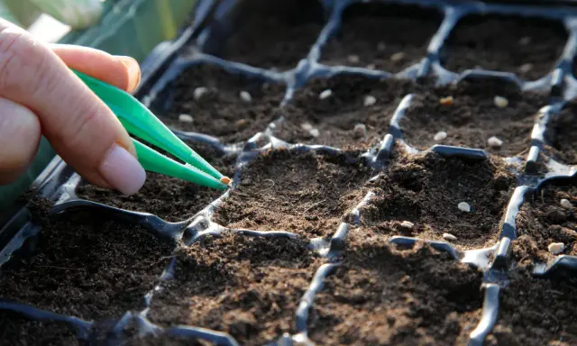 Semis de tomates avec la lune : une main utilise une pince pour placer délicatement une graine dans un terreau, préparant le cycle de vie des futures plantes.