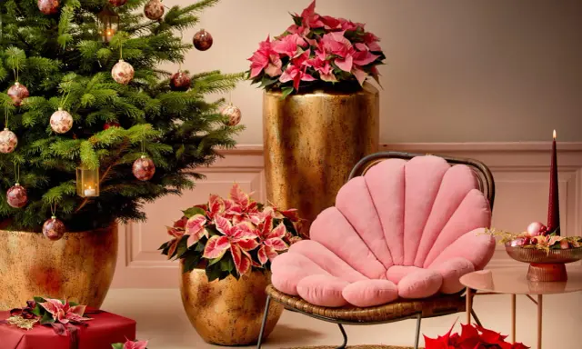 Un sapin décoré, des poinsettias roses et rouges, des cadeaux emballés, et un fauteuil rose créent une ambiance chaleureuse de rose de noël intérieur.