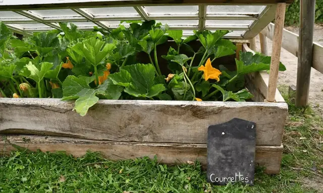 Une serre faite maison pour faire pousser des courgettes, avec un couvercle en verre et des murs en bois recyclé.