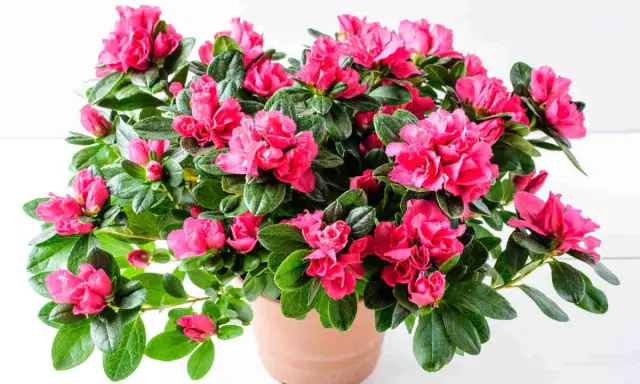 Un pot d'azalée de jardin débordant de fleurs roses vives et de feuilles vertes luxuriantes.