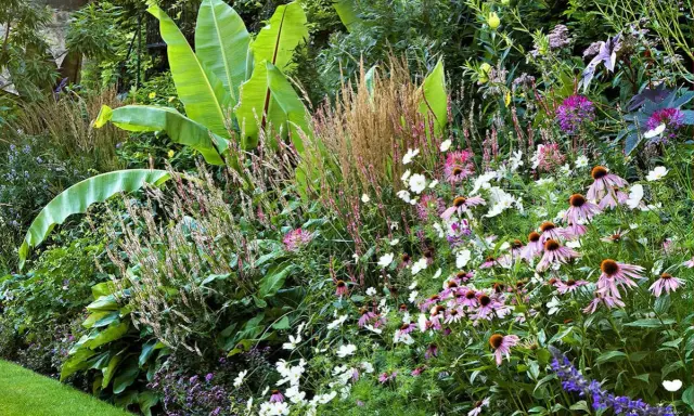 Un jardin luxuriant avec de grandes feuilles vertes rappelant une plante exotique extérieur, mêlées à des fleurs roses, blanches et violettes.