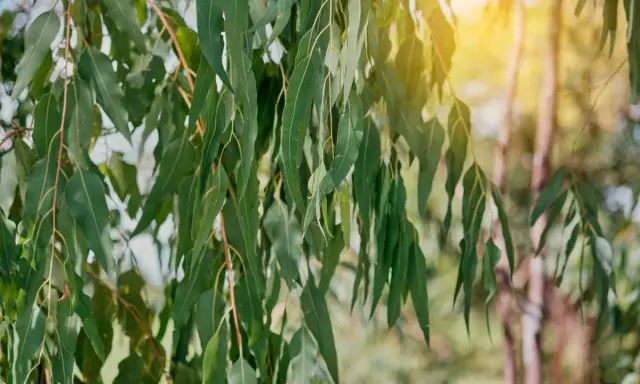 Feuilles d'eucalyptus tombantes, baignées de soleil. L'image évoque le plaisir de planter un eucalyptus dans un jardin paisible.