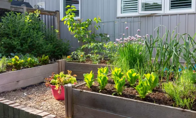 Un potager en carrés avec laitues, ciboulette en fleur, ail et autres herbes. Idéal pour savoir que planter à côté des oignons.