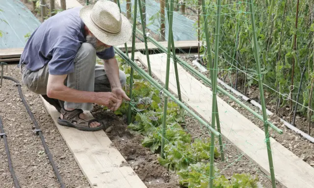 Un jardinier en chapeau de paille plante des graines de haricot à rames, soutenues par une structure verte.